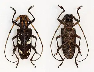 Paraleprodera itzingeri