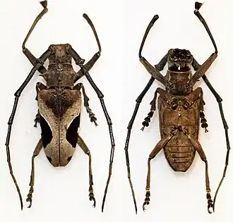 Paraleprodera triangularis