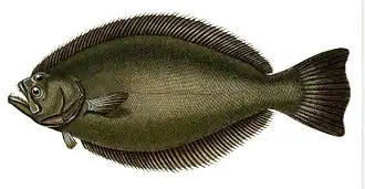 Paralichthys orbignyanus