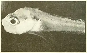 Paraliparis albescens