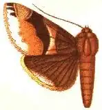 Parallelia albocincta