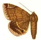 Parallelia circumsignata