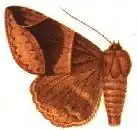 Parallelia interpensa