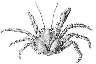 Paralomis indica