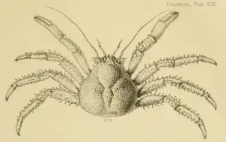 Paralomis investigatoris
