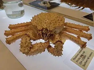 Paralomis zealandica