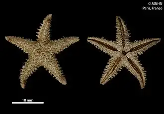 Paralophaster godfroyi