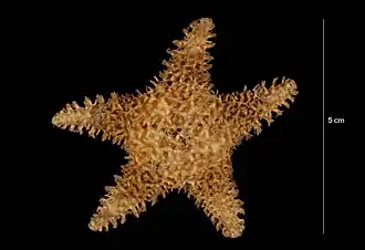 Paralophaster lorioli