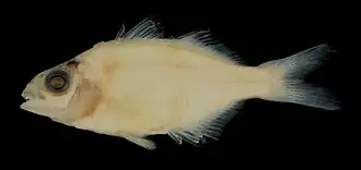 Pseudambassis baculis