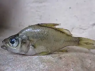 Parambassis thomassi