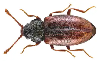 Paramecosoma melanocephalum