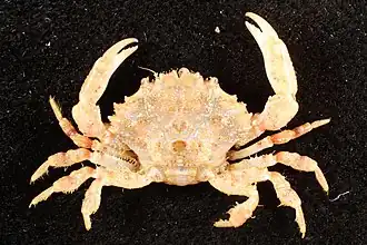 Paramedaeus octogesimus