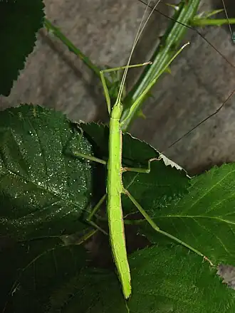 Paramenexenus laetus