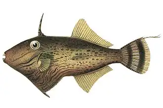 Paramonacanthus curtorhynchos