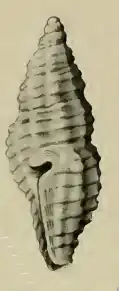 Paramontana rufozonata