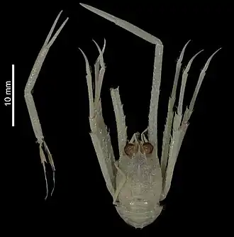 Paramunida mozambica