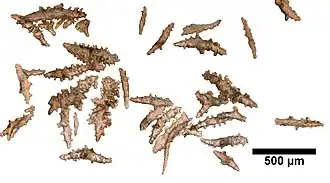 Paramuricea intermedia