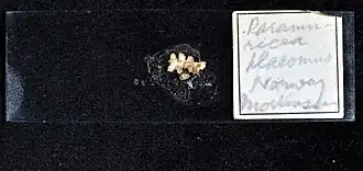 Paramuricea placomus