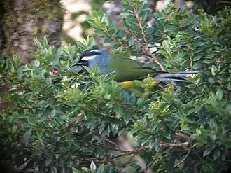 Oostelijke bergbessenpikker