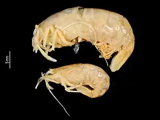 Paranchistus armatus