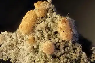 Verdwaald meniezwammetje