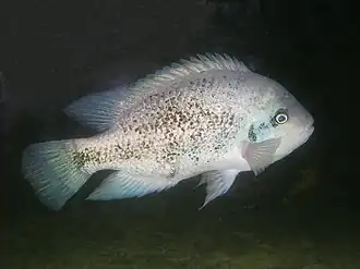 Paraneetroplus argenteus