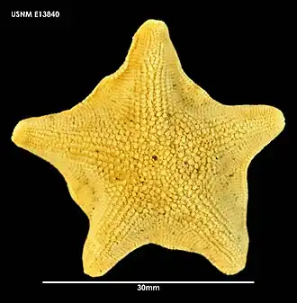 Paranepanthia grandis