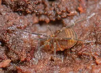 Paranonychus brunneus