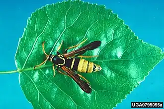 Paranthrene robiniae