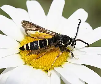 Populierenwespvlinder