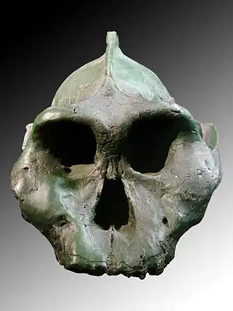 Schedel van Paranthropus aethiopicus
