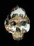 Schedel van Paranthropus boisei