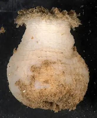 Paranthus rapiformis