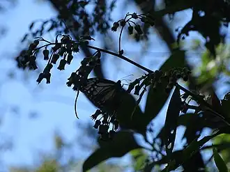 Parantica pseudomelaneus