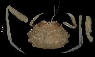 Parapalicus trispiralis