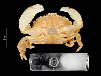 Parapanope siamensis