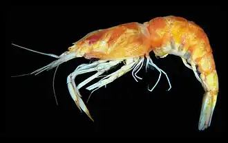 Parapasiphae sulcatifrons