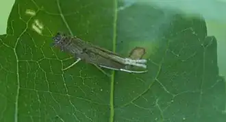 Parapediasia decorellus