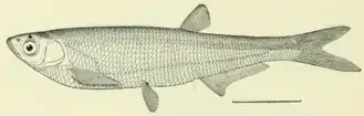 Pseudolaubuca
