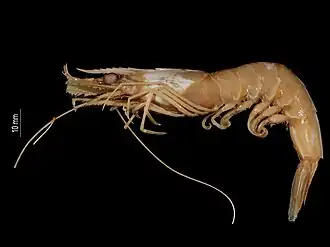 Parapenaeus kensleyi