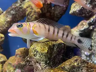 Parapercis multifasciata