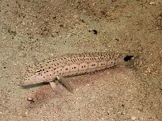 Parapercis queenslandica