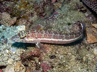 Parapercis xanthozona