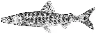 Paraphago rostratus
