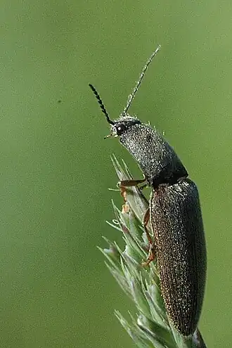 Paraphotistus impressus