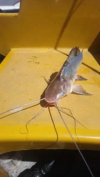 Parapimelodus valenciennis