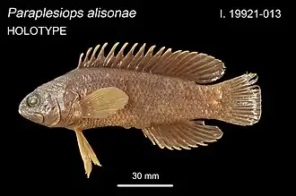 Paraplesiops alisonae