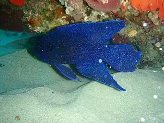 Paraplesiops meleagris