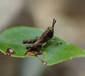 Parapodisma tenryuensis