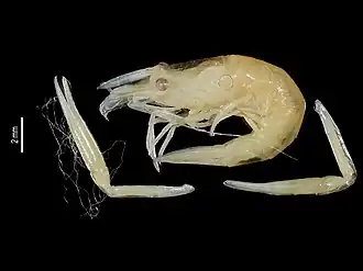 Laomenes nudirostris